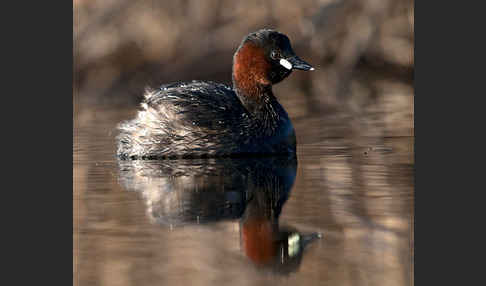 Zwergtaucher (Tachybaptus ruficollis)