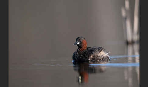 Zwergtaucher (Tachybaptus ruficollis)