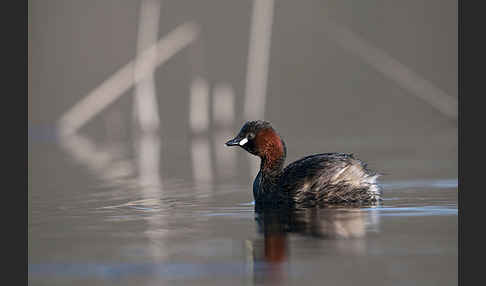 Zwergtaucher (Tachybaptus ruficollis)