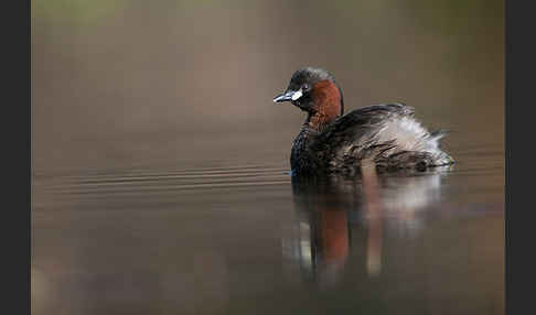 Zwergtaucher (Tachybaptus ruficollis)