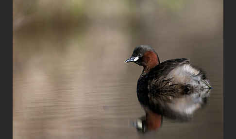 Zwergtaucher (Tachybaptus ruficollis)