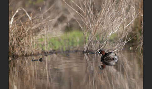 Zwergtaucher (Tachybaptus ruficollis)