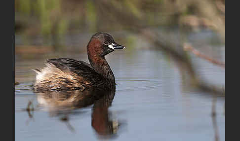 Zwergtaucher (Tachybaptus ruficollis)