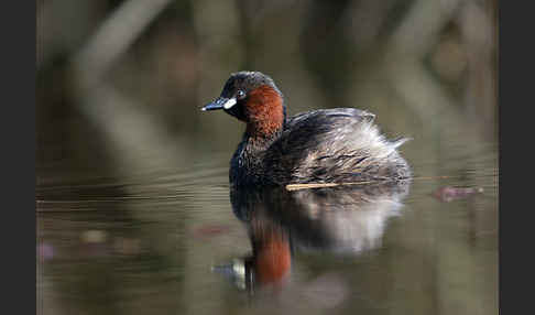 Zwergtaucher (Tachybaptus ruficollis)