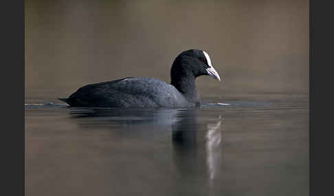 Blessralle (Fulica atra)