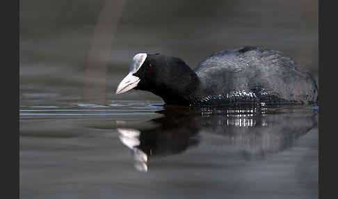 Blessralle (Fulica atra)