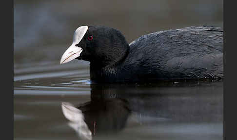 Blessralle (Fulica atra)