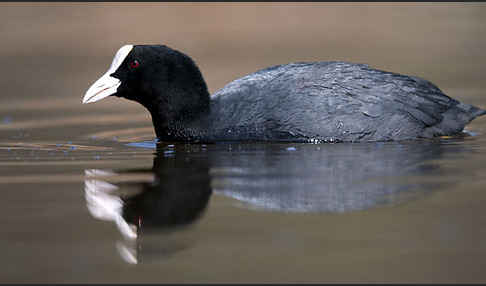 Blessralle (Fulica atra)