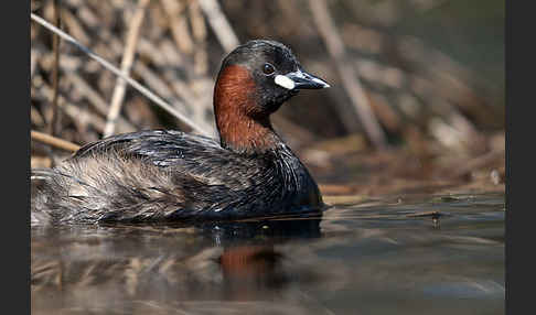 Zwergtaucher (Tachybaptus ruficollis)