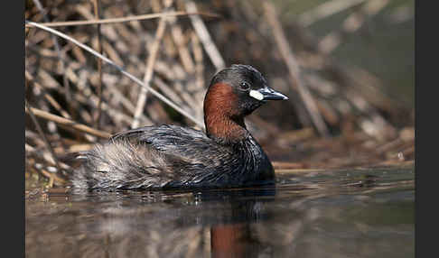 Zwergtaucher (Tachybaptus ruficollis)