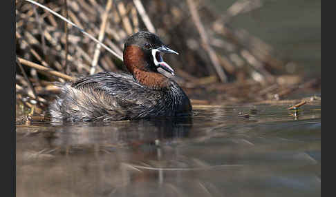 Zwergtaucher (Tachybaptus ruficollis)