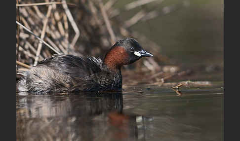 Zwergtaucher (Tachybaptus ruficollis)