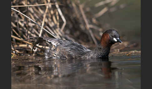 Zwergtaucher (Tachybaptus ruficollis)