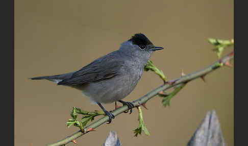 Mönchsgrasmücke (Sylvia atricapilla)