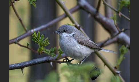 Zaungrasmücke (Sylvia curruca)