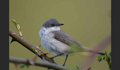 Zaungrasmücke (Sylvia curruca)