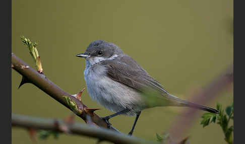 Zaungrasmücke (Sylvia curruca)