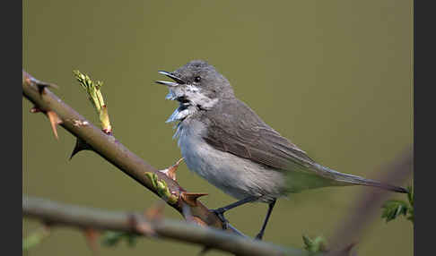 Zaungrasmücke (Sylvia curruca)