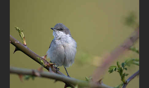 Zaungrasmücke (Sylvia curruca)