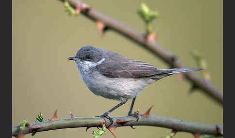 Zaungrasmücke (Sylvia curruca)