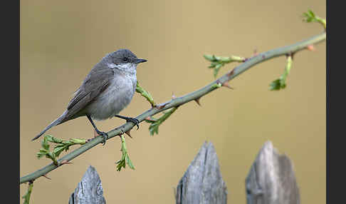 Zaungrasmücke (Sylvia curruca)