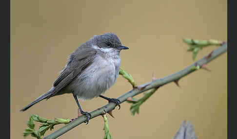 Zaungrasmücke (Sylvia curruca)