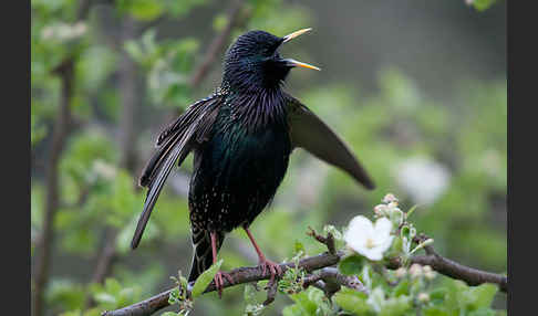 Star (Sturnus vulgaris)