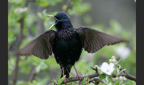 Star (Sturnus vulgaris)