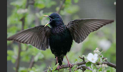 Star (Sturnus vulgaris)