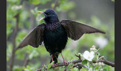 Star (Sturnus vulgaris)