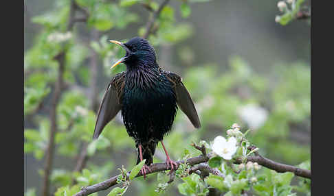 Star (Sturnus vulgaris)