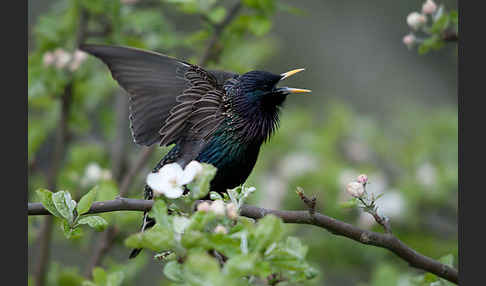 Star (Sturnus vulgaris)