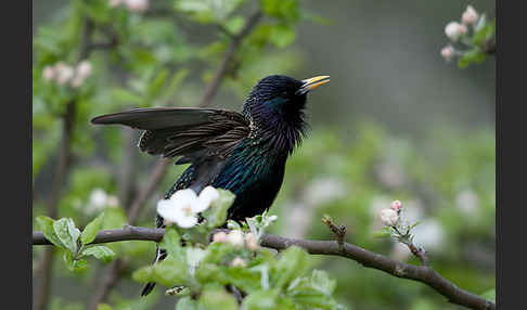 Star (Sturnus vulgaris)