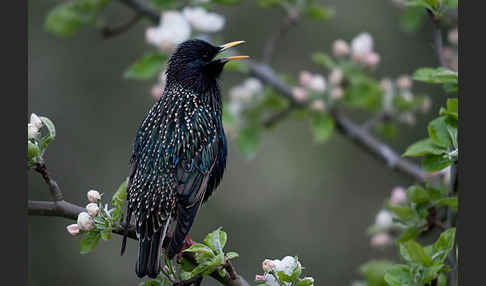 Star (Sturnus vulgaris)