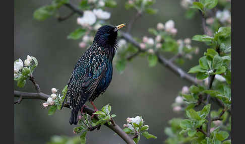 Star (Sturnus vulgaris)