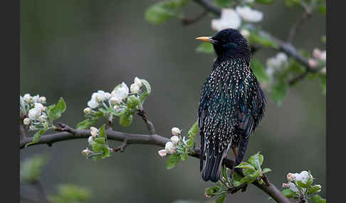 Star (Sturnus vulgaris)