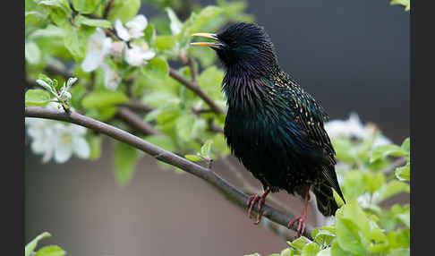 Star (Sturnus vulgaris)