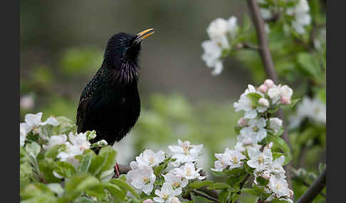 Star (Sturnus vulgaris)