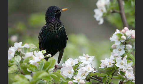 Star (Sturnus vulgaris)