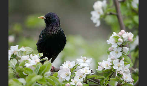 Star (Sturnus vulgaris)