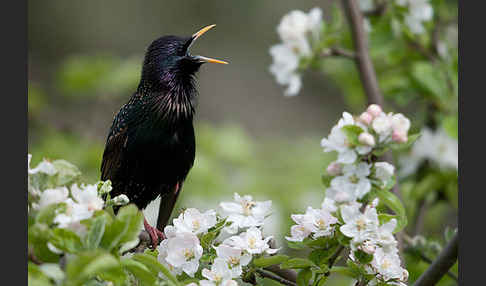 Star (Sturnus vulgaris)