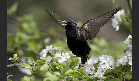 Star (Sturnus vulgaris)