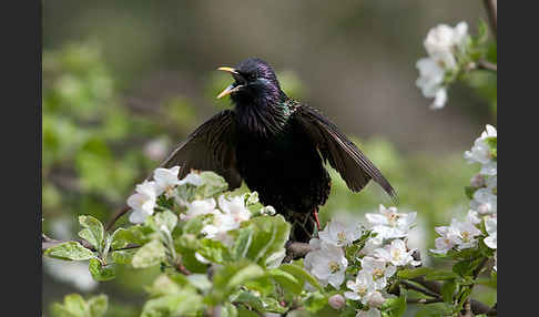 Star (Sturnus vulgaris)