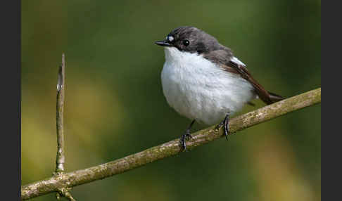 Trauerschnäpper (Ficedula hypoleuca)