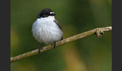 Trauerschnäpper (Ficedula hypoleuca)