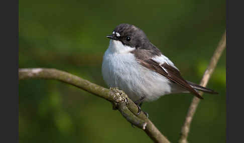 Trauerschnäpper (Ficedula hypoleuca)