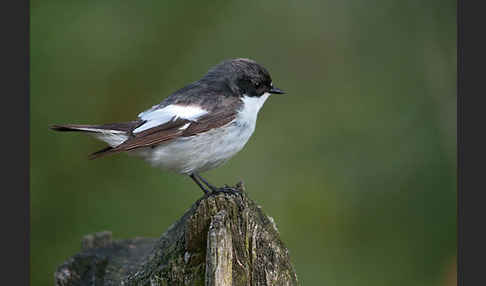 Trauerschnäpper (Ficedula hypoleuca)