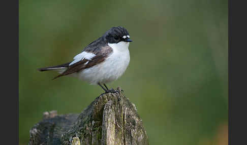 Trauerschnäpper (Ficedula hypoleuca)