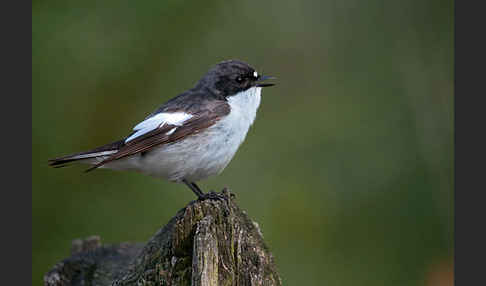 Trauerschnäpper (Ficedula hypoleuca)