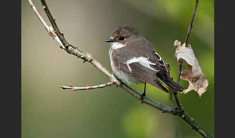 Trauerschnäpper (Ficedula hypoleuca)